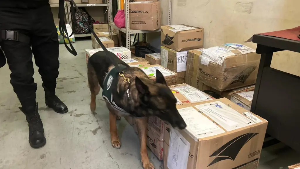 Hoshi, el can detector de drogas de Gendarmería., Cedida