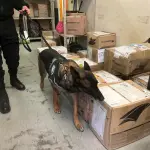 Hoshi, el can detector de drogas de Gendarmería., Cedida