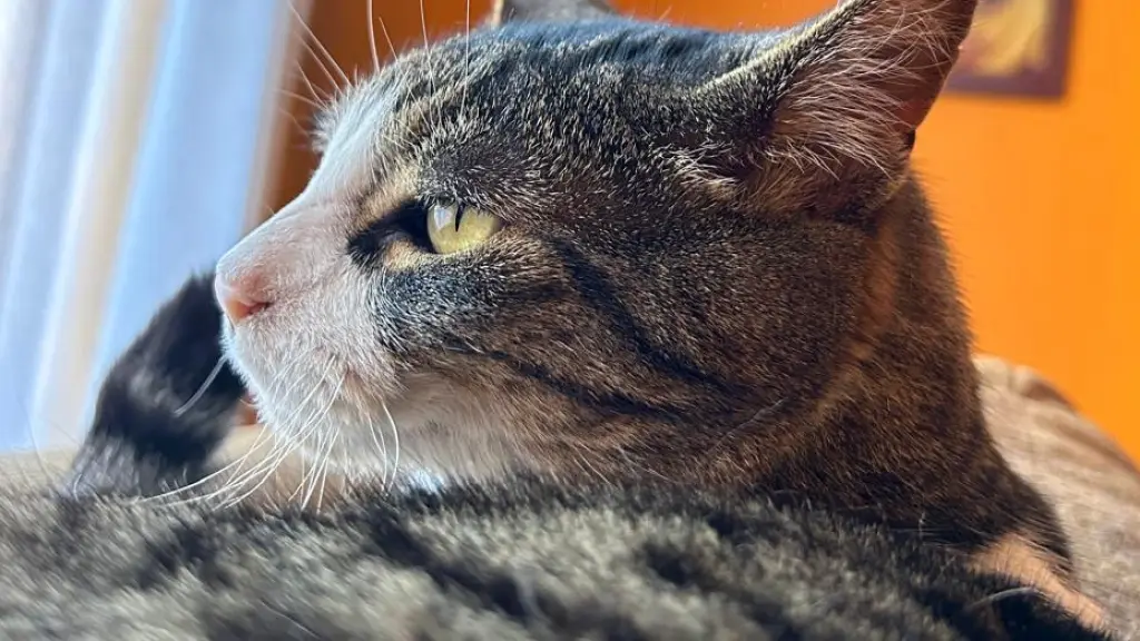 ¿Por qué ronronean los gatos? Científicos apuntan a un gen como clave del comportamiento, Diario La Tribuna