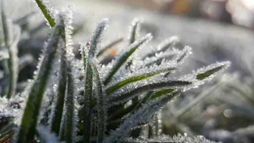 Declaran Alerta Temprana Preventiva en Biobío: heladas dejarán temperaturas de hasta -4°C este fin de semana