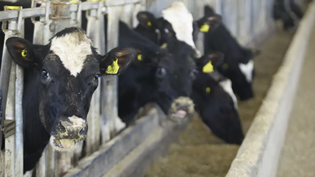 El sector lácteo nacional cuenta con 2,78 millones de cabezas de ganado bovino y proyecta exportar principalmente a Estados Unidos.