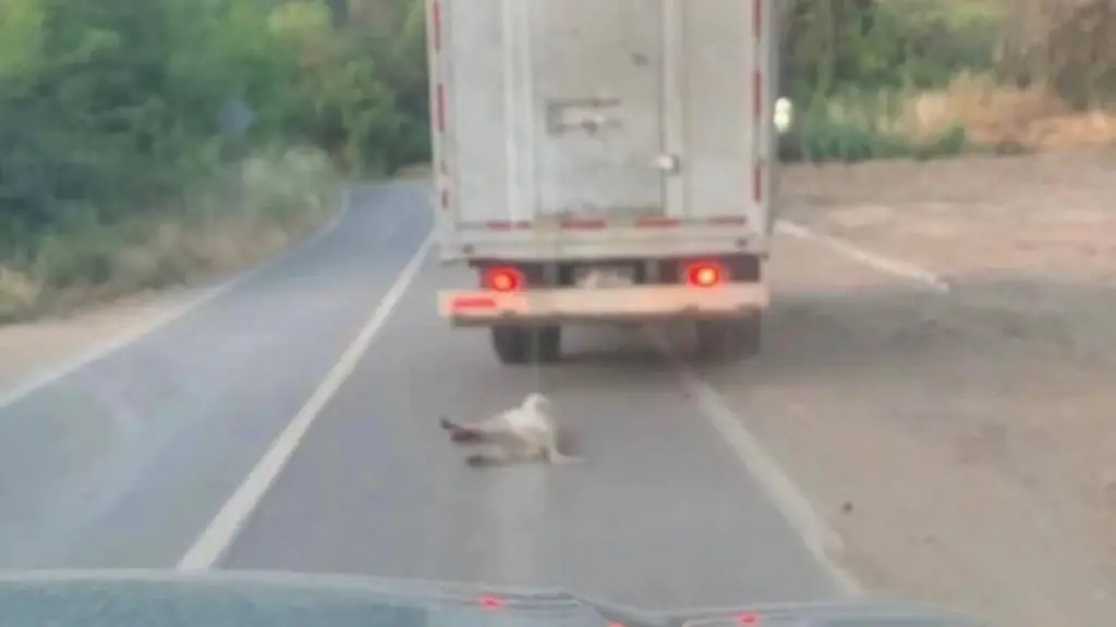Caso de maltrato animal en La Calera, Ministerio Público