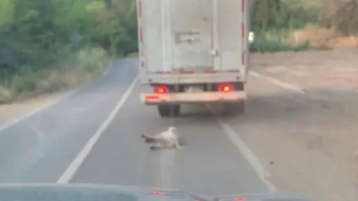 Fiscalía de La Calera logra condena de dos imputados por maltrato animal