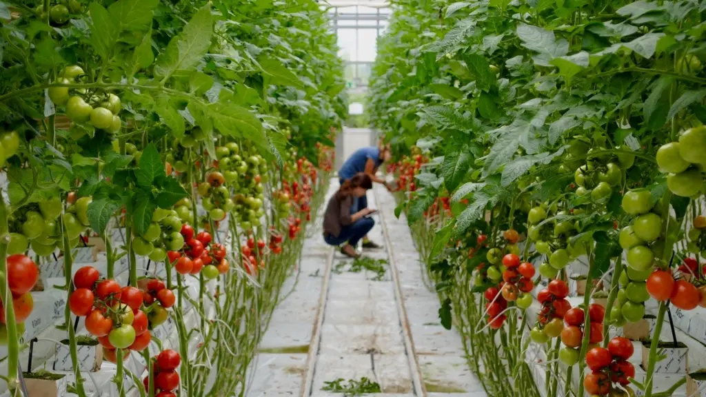 La inactivación de genes relacionados con el crecimiento de ramas y tallos permite que plantas mantengan la misma productividad que las variedades convencionales.