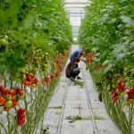 La inactivación de genes relacionados con el crecimiento de ramas y tallos permite que plantas mantengan la misma productividad que las variedades convencionales.
