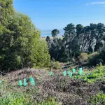 Medioambiente, CONAF