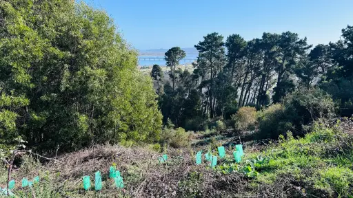 Inician proceso de restauración ecológica del Cerro Chepe en Concepción