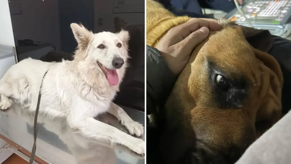 Acusan negligencia en veterinaria angelina, La Tribuna