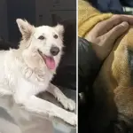 Acusan negligencia en veterinaria angelina, La Tribuna