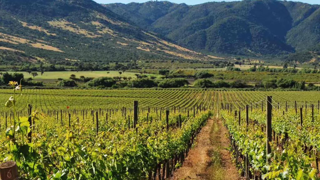 Inteligencia artificial ruta del Vino