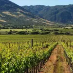 Inteligencia artificial ruta del Vino