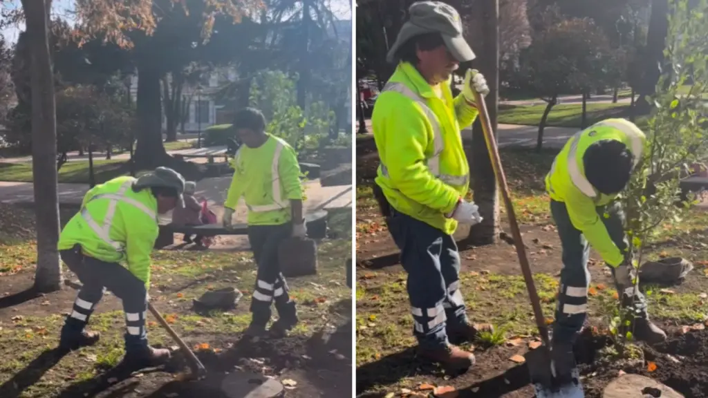 Reponen árboles nativos y exóticos robados desde la Plaza de Armas de Los Ángeles, Municipalidad de Los Ángeles