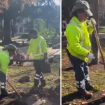 Reponen árboles nativos y exóticos robados desde la Plaza de Armas de Los Ángeles, Municipalidad de Los Ángeles