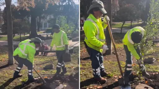 Reponen árboles nativos y exóticos robados desde la Plaza de Armas de Los Ángeles