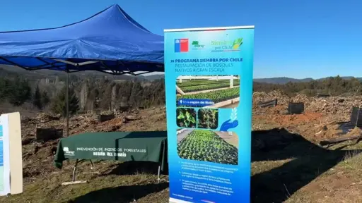 Nacimiento apuesta por el bosque nativo: lanza proyecto de restauración ecológica 
