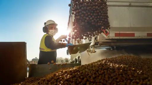 Chile proyecta convertirse en segundo productor mundial de avellano europeo