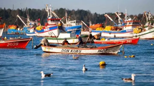 Pescadores artesanales del Biobío proyectan cambios tras aprobación de Ley de Fraccionamiento