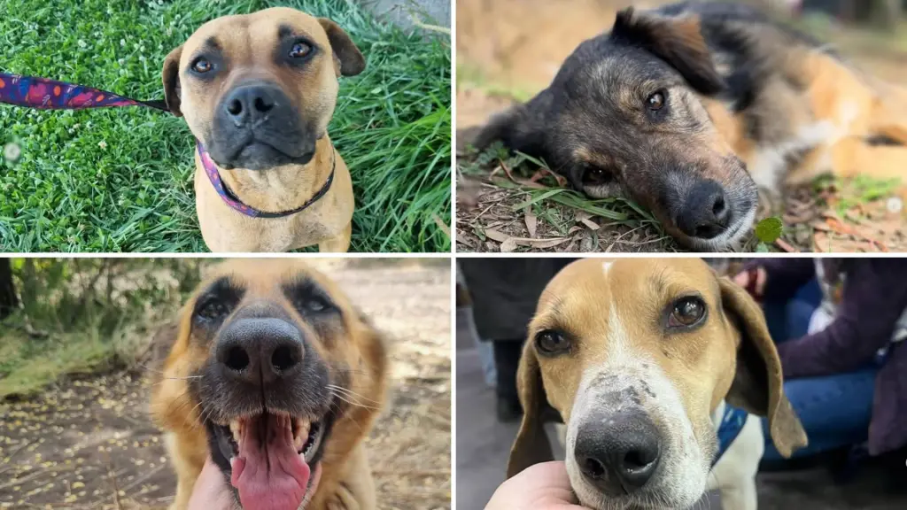 Sociedad protectora de animales Los Ángeles 