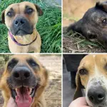 Sociedad protectora de animales Los Ángeles 