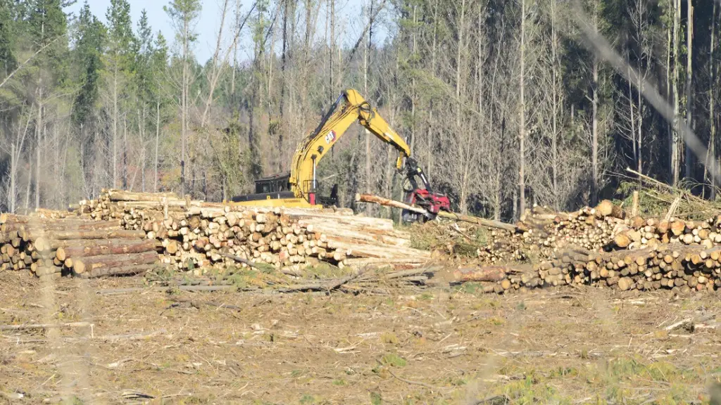 Madera / Contexto, La Tribuna