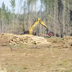 Madera / Contexto, La Tribuna