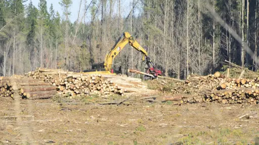 Formalizan a empresas madereras de Biobío y Malleco imputadas por receptación de madera 