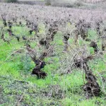 Viñas en Bío Bío, Fredy Muñoz, La Tribuna