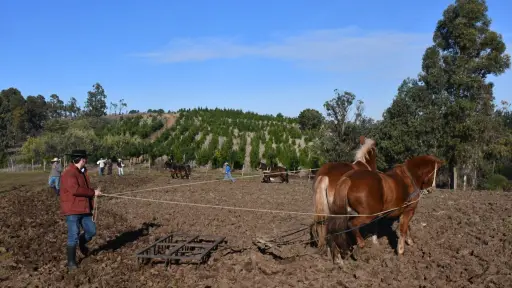 Yumbel revive tradición rural con exitoso primer Mingaco comunitario