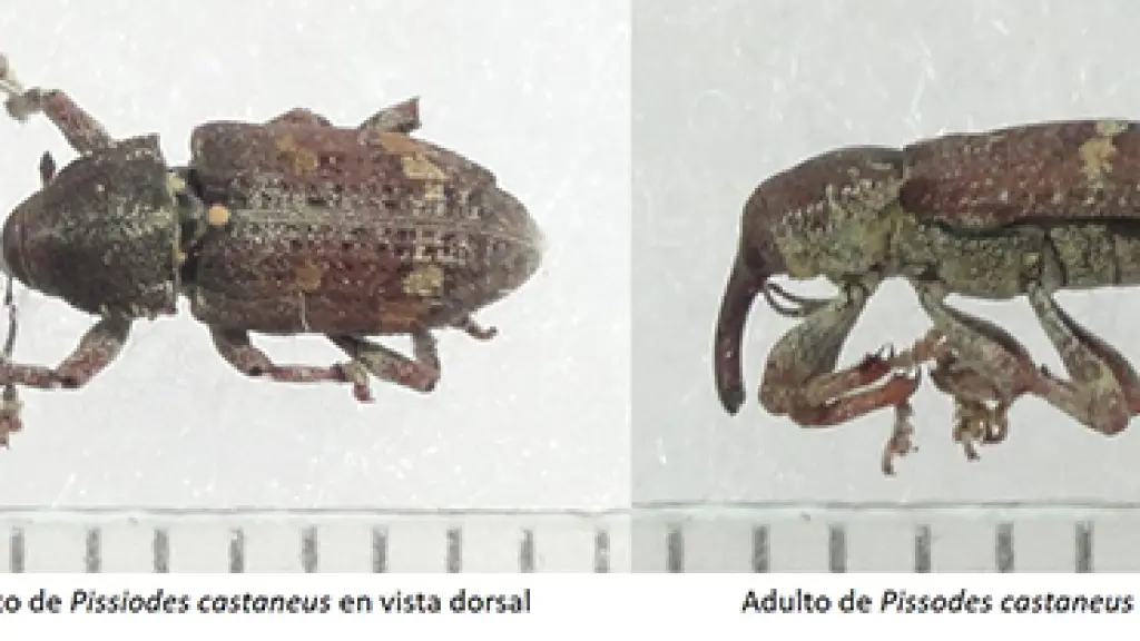 Las exportaciones forestales no se están gravando adicionalmente debido a la presencia de la plaga en la zona.