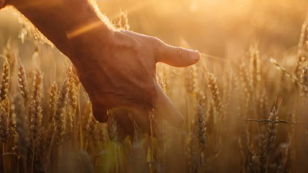 La siembra de trigo ha avanzado rápidamente en las principales regiones productoras de Chile y la menor ocurrencia de lluvias ha facilitado el establecimiento del cultivo en el territorio.