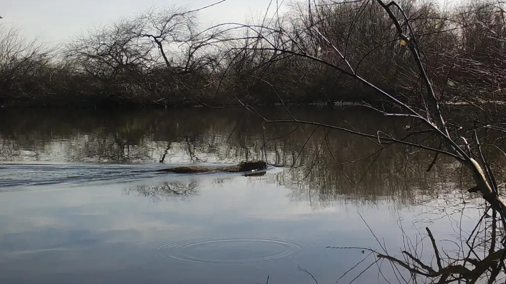 El lugar alberga especies como el coipo (Myocastor coypus), el ratón oliváceo (Abrothrix olivaceus), además de numerosas aves residentes y migratorias. , Gentileza