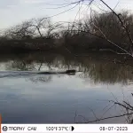 El lugar alberga especies como el coipo (Myocastor coypus), el ratón oliváceo (Abrothrix olivaceus), además de numerosas aves residentes y migratorias. , Gentileza