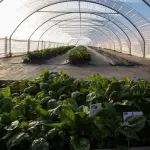 La estrategia institucional de Indap articula fortalecimiento de la infraestructura hídrica, diversificación productiva y manejo de suelos.