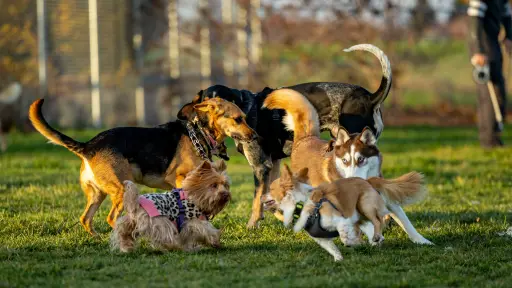 Chile estrenará primer parque de diversiones exclusivo para perros