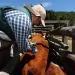 El programa de erradicación liderado por el SAG se basa en la vigilancia epidemiológica, el saneamiento de los predios infectados y la prevención de la difusión de la enfermedad.