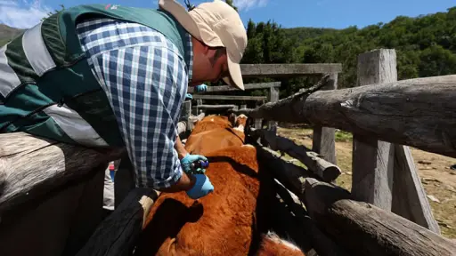 Fedeleche destaca la importancia del control y el muestreo contra la brucelosis bovina