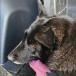 El caso de atropello de perrita comunitaria en Los Ángeles y la urgencia de enfrentar el maltrato animal, Patitas Los Ángeles