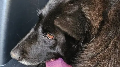El caso de atropello de perrita comunitaria en Los Ángeles y la urgencia de enfrentar el maltrato animal