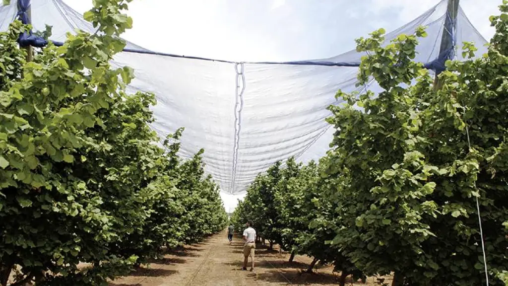 El programa contempla la generación de nuevas fuentes laborales y fortalecer la cadena de valor desde la producción hasta la exportación.