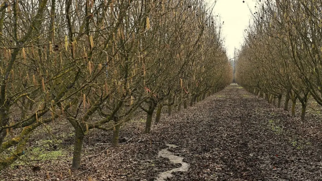 La actividad agrícola ha experimentado un desplazamiento hacia la Macrozona Centro Sur por la falta de agua en el norte del país. / La actividad agrícola ha experimentado un desplazamiento hacia la Macrozona Centro Sur por la falta de agua en el norte del país.