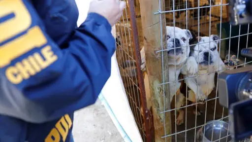 Grave caso de maltrato animal en Temuco: Perro estaba desnutrido y sin tratamiento