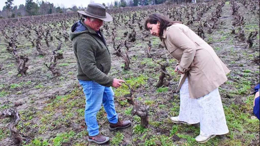Viñas locales, Archivo La Tribuna