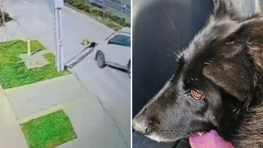 Falleció Negrita, la perrita comunitaria atropellada en Los Ángeles, Diario La Tribuna