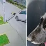 Falleció Negrita, la perrita comunitaria atropellada en Los Ángeles, Diario La Tribuna