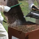 Monachi participará de Expo Osaka 2025, que se desarrollará entre abril y octubre en Japón para conocer la nueva tecnología disponible en el mundo para la apicultura.