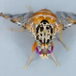 El gremio ha buscado apoyar y fortalecer la labor del SAG, considerando que las exportaciones y el ingreso de turistas han aumentado, pero no los recursos destinados a la institución.