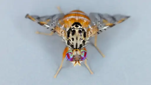 SNA e instituciones trabajan para controlar el alza de focos de mosca de la fruta