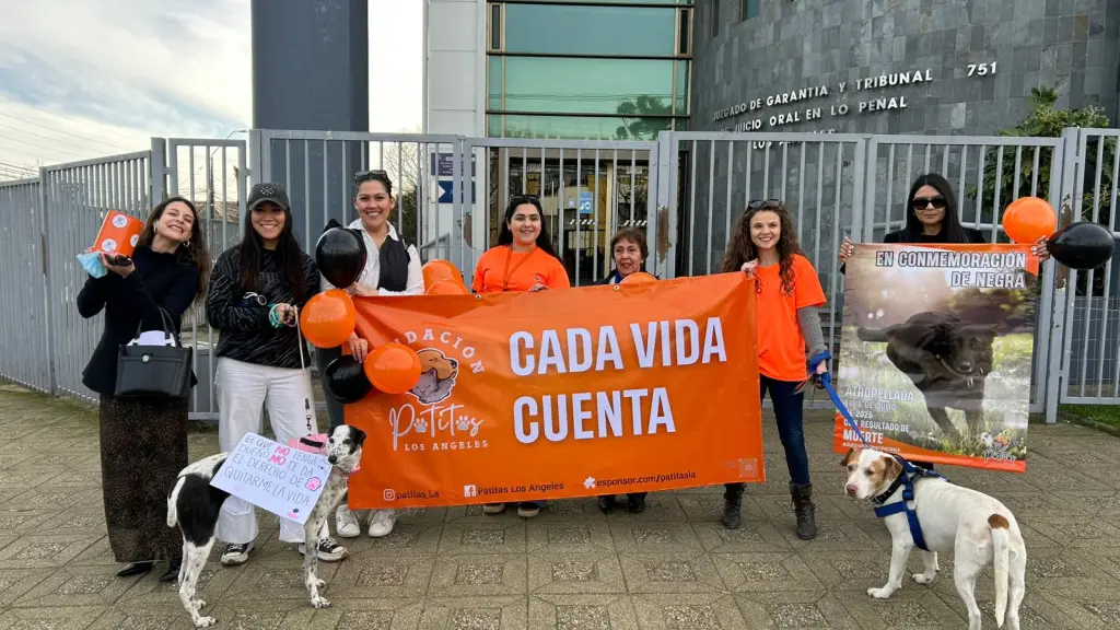 Fundación animalista convoca marcha por perrita comunitaria fallecida tras atropello en Los Ángeles , Diario La Tribuna