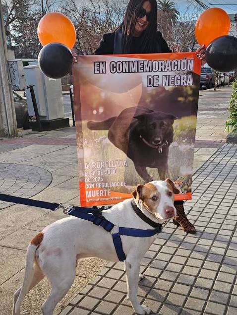 Marcha por Negrita / Diario La Tribuna