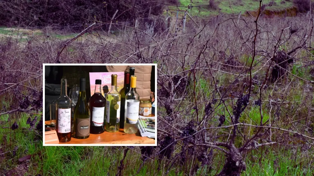 En el Encuentro de Enoturismo Emergente, productores y autoridades coincidieron en destacar esta cepa patrimonial como el eje fundamental para impulsar el desarrollo turístico y económico sostenible de la región.